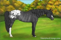 Horse Color:Black Appaloosa Rabicano 
