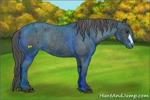 Horse Color:Black Appaloosa Rabicano 