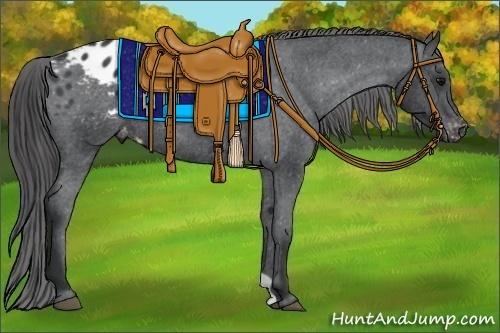 Horse Color:Black Appaloosa Rabicano 