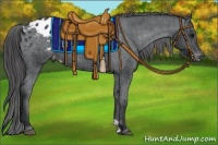 Horse Color:Black Appaloosa Rabicano 