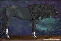 Horse Color:Black  and Black 