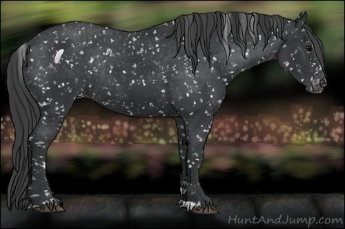 Horse Color:Black Snowflake Varnish Rabicano 