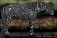 Horse Color:Black Appaloosa Rabicano 