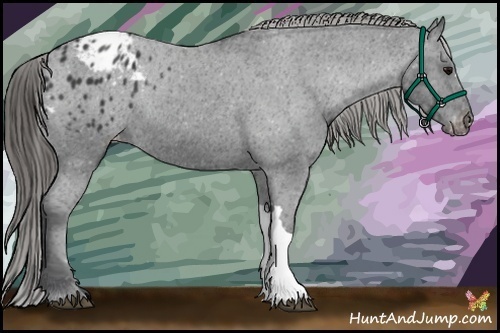 Horse Color:Black Appaloosa Rabicano