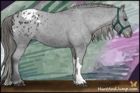 Horse Color:Black Appaloosa Rabicano 