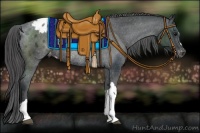 Horse Color:Black Appaloosa Rabicano 