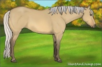 Horse Color:Silver Buckskin Dun 