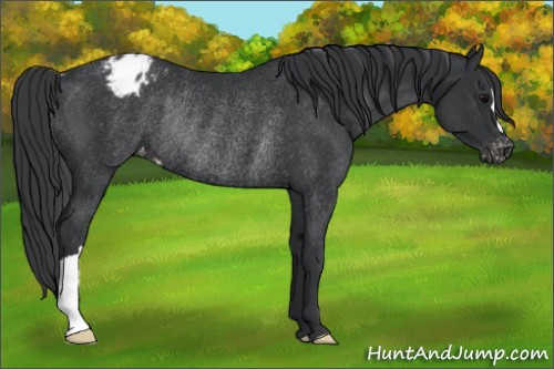 Horse Color:Black Appaloosa Rabicano 