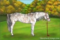 Horse Color:White Spotted Silver Buckskin Splash Tobiano Appaloosa Rabicano  and White Spotted Brown Dun Sabino Splash 