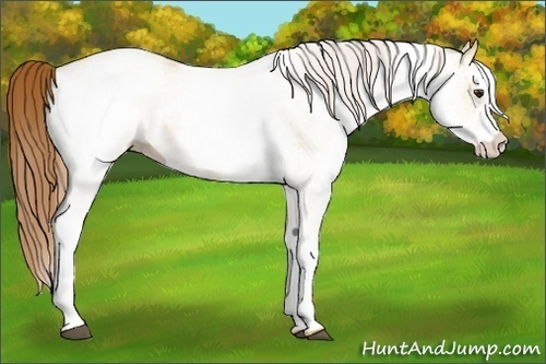 Horse Color:White Spotted Red Dun