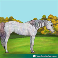 Horse Color:Nacre Black Ice Appaloosa Rabicano 