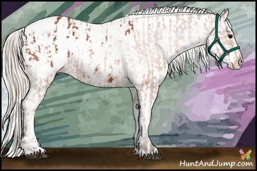 Horse Color:Silver Brown Appaloosa  and Silver Brown Frame Appaloosa 