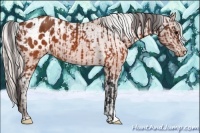 Horse Color:Brown Appaloosa and Silver Brown Appaloosa