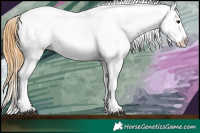 Horse Color:Buckskin Appaloosa and Buckskin Appaloosa