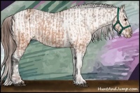 Horse Color:Brown Appaloosa  and Sable Champagne Appaloosa 