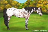 Horse Color:Brown Appaloosa  and Brown Appaloosa 
