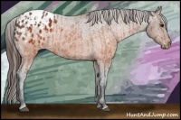 Horse Color:Brown Appaloosa  and Brown Appaloosa 