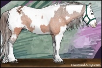 Horse Color:Brown Appaloosa and Brown Splash Appaloosa