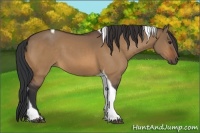 Horse Color:Bay Dun Tobiano 