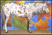 Horse Color:Brown Appaloosa  and Brown Splash Appaloosa 