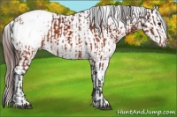 Horse Color:Brown Appaloosa  and Brown Appaloosa 