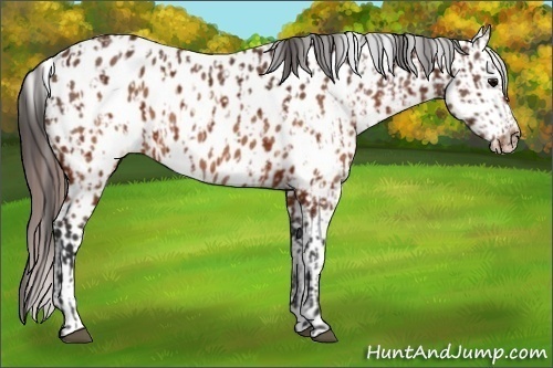 Horse Color:Brown Near Leopard and Brown Near Leopard