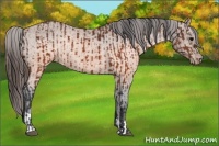 Horse Color:Brown Appaloosa and Brown Appaloosa