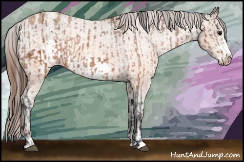 Horse Color:Brown Frame Appaloosa  and Sable Champagne Frame Appaloosa 