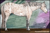 Horse Color:Brown Frame Appaloosa and Sable Champagne Frame Appaloosa