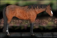 Horse Color:Brown Appaloosa  and Brown Appaloosa 