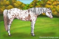 Horse Color:Brown Appaloosa and Brown Splash Appaloosa