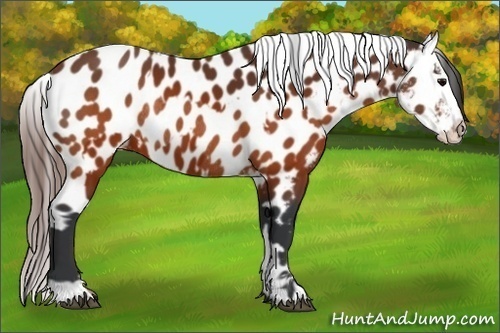 Horse Color:Brown Appaloosa  and Brown Appaloosa Rabicano 