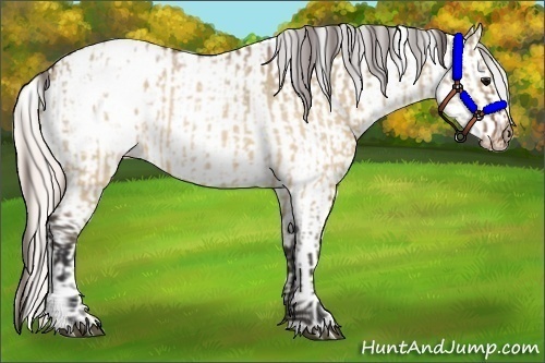 Horse Color:Brown Roan Dun Varnish  and Silver Brown Roan Dun Varnish 