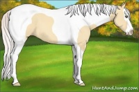 Horse Color:Silver Amber Champagne Dun Splash Tobiano 
