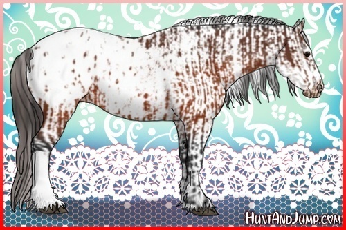 Horse Color:Brown Appaloosa and White Spotted Brown Appaloosa