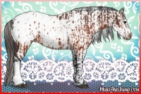 Horse Color:Brown Appaloosa  and White Spotted Brown Appaloosa 