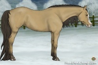 Horse Color:Buckskin Roan Splash 