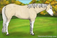 Horse Color:Silver Buckskin Roan Splash
