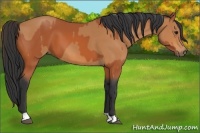 Horse Color:Bay  and Bay 