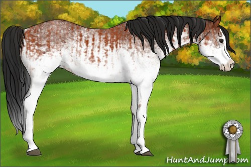 Horse Color:White Spotted Bay Splash  and Gray White Spotted Bay Splash 
