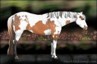 Horse Color:Buckskin Appaloosa and Buckskin Dun Appaloosa