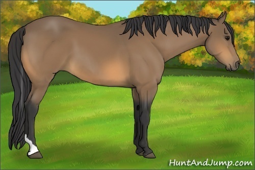 Horse Color:Buckskin Tobiano 
