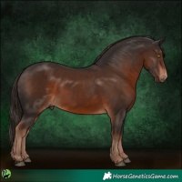 Horse Color:Liver Chestnut 