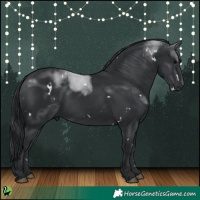 Horse Color:White Spotted Black 
