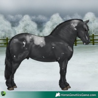 Horse Color:White Spotted Black 