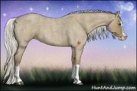 Horse Color:Silver Buckskin Roan Splash 