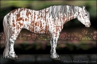 Horse Color:Brown Appaloosa and Brown Appaloosa