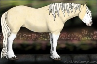 Horse Color:Palomino Roan Splash