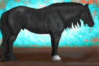Horse Color:Black  and Gray Black 