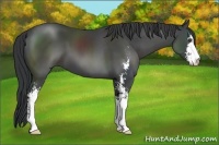 Horse Color:Black Sabino